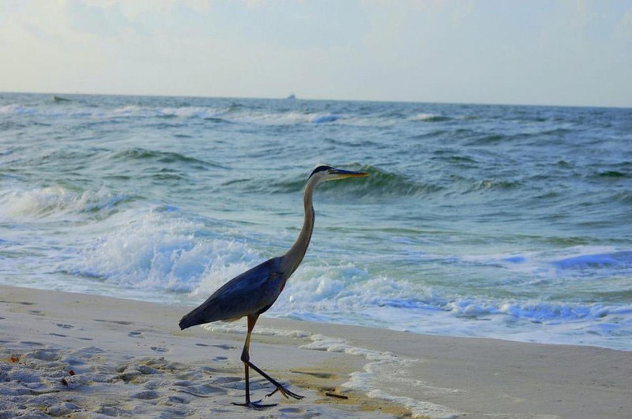 Tropical Winds 403 By Albvr - 2Br, 2Ba Beachfront Beauty With Incredible Views, Outdoor Pool, Fitness Room, And Grill Area Gulf Shores Eksteriør billede